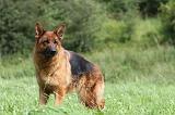BERGER ALLEMAND 819